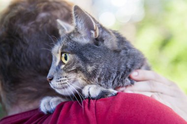 Güzel tüylü tekir kedisi genç adama el ele oturur ve etrafına bakar.