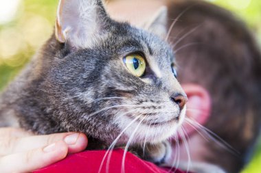 Güzel tüylü tekir kedisi genç adama el ele oturur ve etrafına bakar.