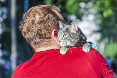 Güzel tüylü tekir kedisi genç adama el ele oturur ve etrafına bakar.