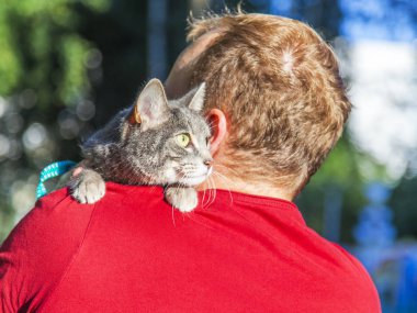 Güzel tüylü tekir kedisi genç adama el ele oturur ve etrafına bakar.