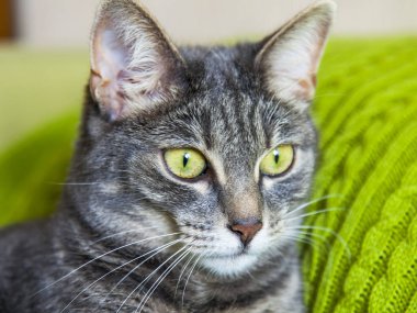 Güzel kabarık kedi tekir, kendini görünüyor