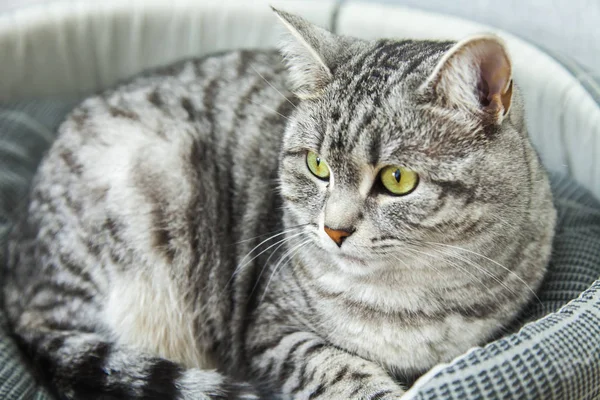 Beautiful Fluffy Cat Tabby Looks Herself — Stock Photo, Image