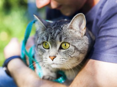 Güzel tüylü tekir kedisi genç adama el ele oturur ve etrafına bakar.