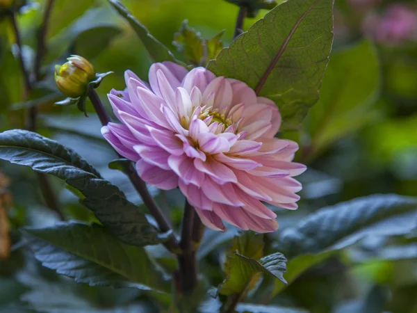 Dahlia Pink Krzaku — Zdjęcie stockowe