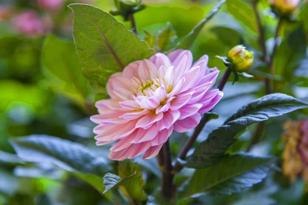 Dahlia Pink Krzaku — Zdjęcie stockowe