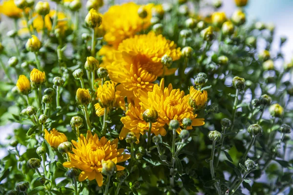 Bush Chrysanthème Jaune Avec Des Fleurs Des Bourgeons — Photo