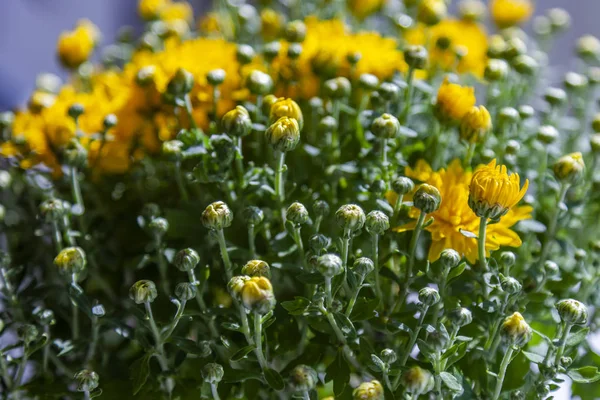 Bush Chrysanthème Jaune Avec Des Fleurs Des Bourgeons — Photo