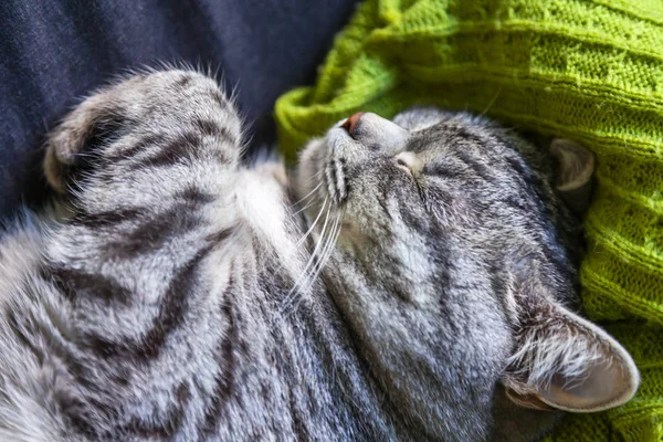 Nice Gray Cat Sleeps Sofa — Stock Photo, Image