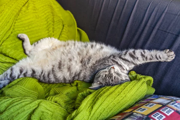 素敵な灰色の猫がソファーで眠る — ストック写真