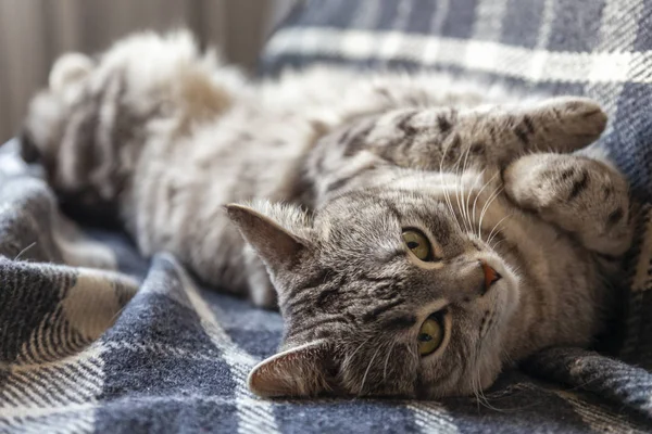 Приятная Кошка Спит Диване — стоковое фото