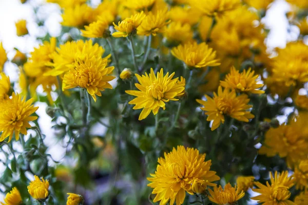 Bush Chrysanthème Jaune Avec Des Fleurs Des Bourgeons — Photo