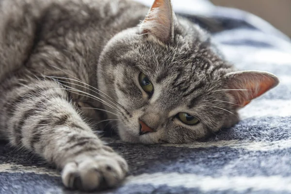 Beautiful Gray Cat Lies Sofa — Stock Photo, Image