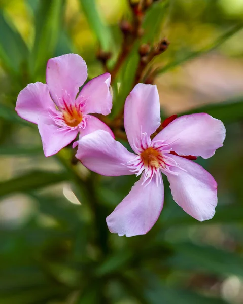 Όμορφο Ροζ Λουλούδι Έναν Κήπο — Φωτογραφία Αρχείου