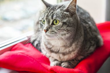  Güzel Gri kedi kendini görünüyor