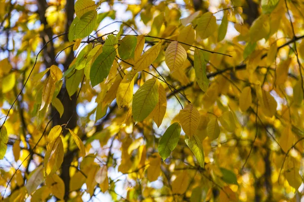 Pintoresco Follaje Multicolor Árbol Otoño — Foto de Stock