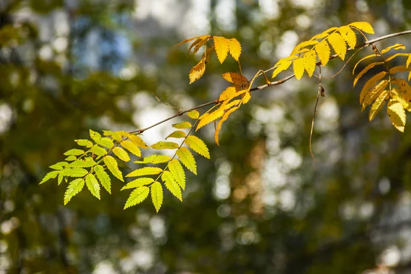 秋の木に美しいマルチカラー葉 — ストック写真