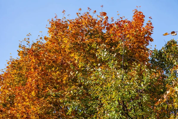 Pintoresco Follaje Multicolor Árbol Otoño — Foto de Stock