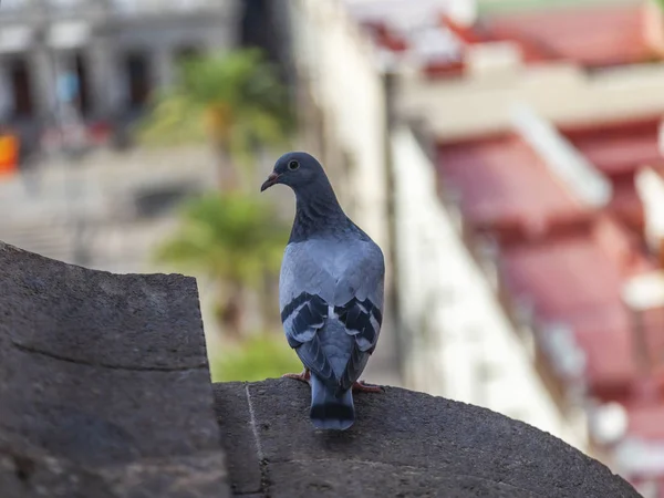 Pigeon Sits Stone Wall — Stock Photo, Image
