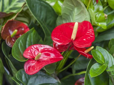 bir bahçe içinde güzel kırmızı çiçek