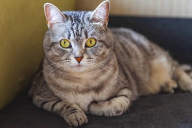 Güzel Gri kedi kendini görünüyor