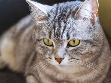 Güzel Gri kedi kendini görünüyor