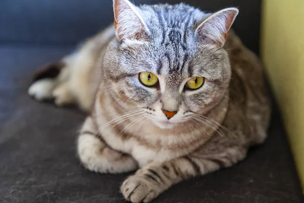Den Vackra Grå Katten Ser Runt Själv — Stockfoto
