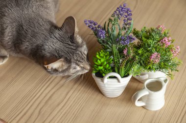 Gri kedi dekoratif houseplants kokuyor