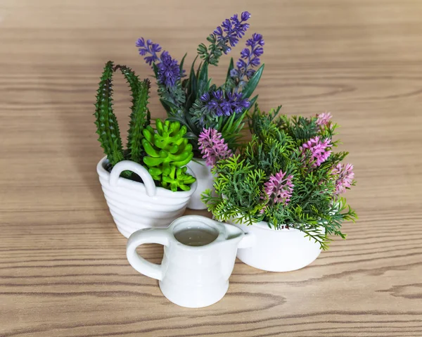 各种装饰室内植物和浇水罐浇花 — 图库照片