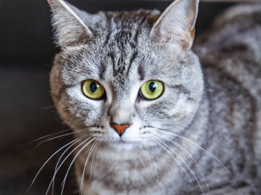 Güzel Gri kedi kendini görünüyor