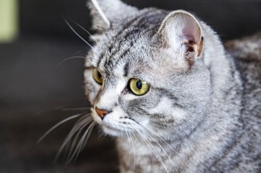 Güzel Gri kedi kendini görünüyor