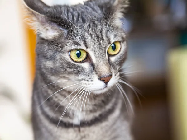 Красивая Серая Кошка Оглядывается Вокруг Себя — стоковое фото