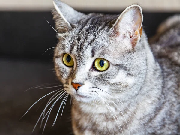 Beautiful Gray Cat Looks Herself — Stock Photo, Image