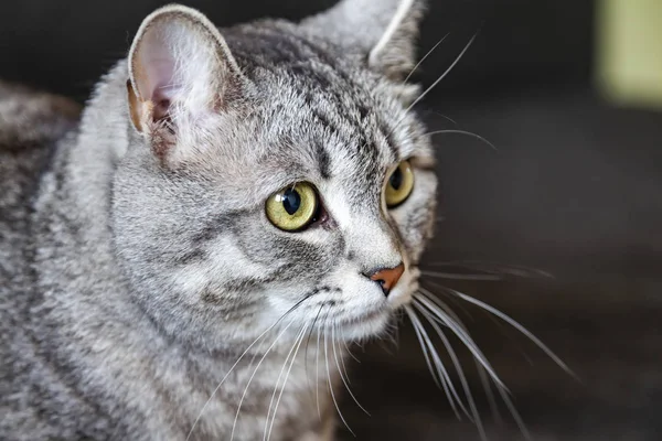 Mooie Grijze Kat Kijkt Rond Zichzelf — Stockfoto