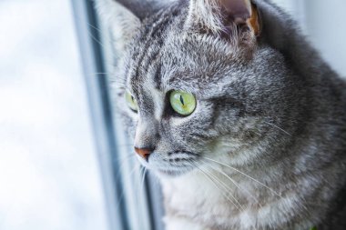 Gri kedi pencereden görünüyor