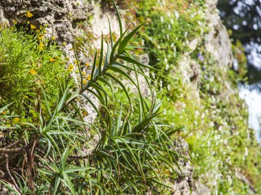 Bahar bir dağ yamacında Güney bitkiler
