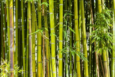 Bir bambu pitoresk çalılıkları