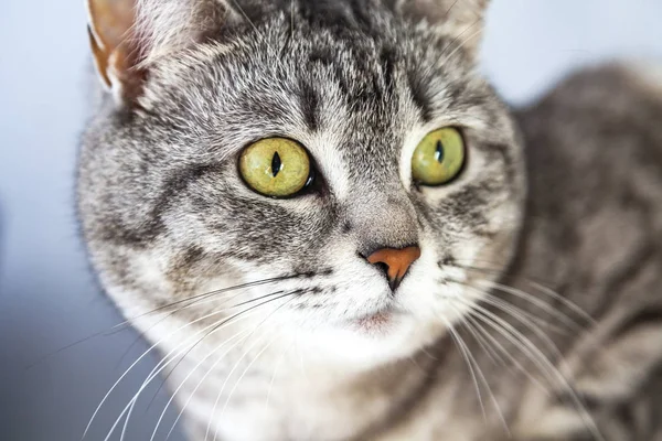 Beautiful Gray Cat Looks Herself — Stock Photo, Image