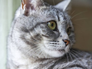 Güzel Gri kedi kendini görünüyor