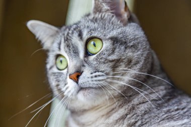 Güzel Gri kedi kendini görünüyor