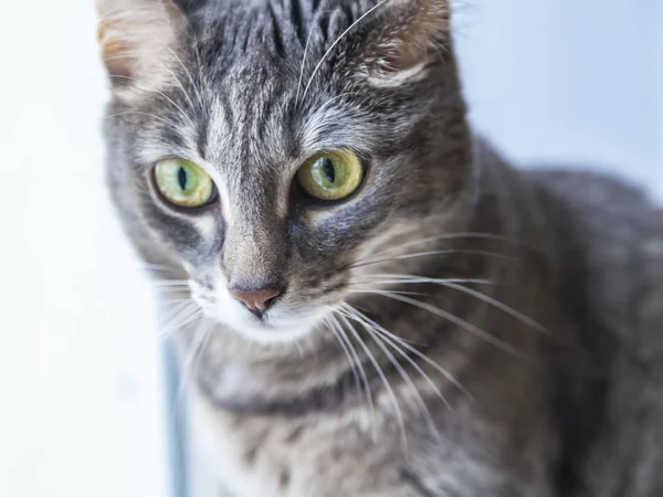 Die Schöne Graue Katze Schaut Sich — Stockfoto
