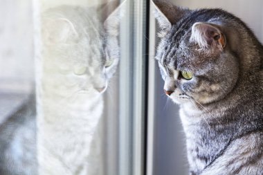 Gri kedi tekir, pencereden dışarı bakar ve içinde yansıtılır