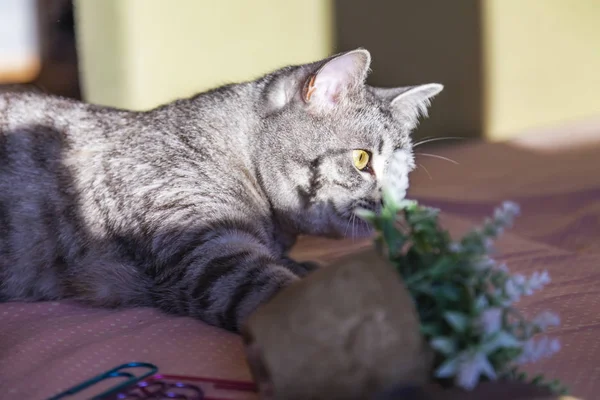 Gato Cinza Tabby Joga Com Uma Planta Sala — Fotografia de Stock