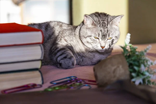 Gray Cat Tabby Plays Houseplant — Stock Photo, Image