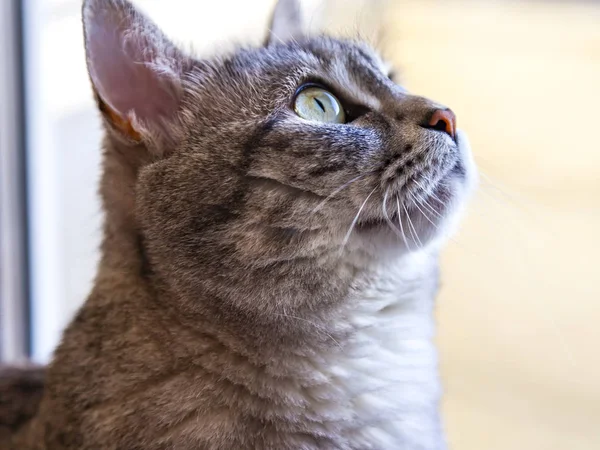 Die Graue Katze Von Tabby Sieht Sich — Stockfoto