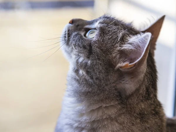 Gata Gris Tabby Mira Alrededor —  Fotos de Stock