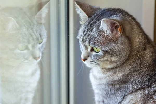 Chat Gris Tabby Regarde Par Fenêtre Reflète — Photo