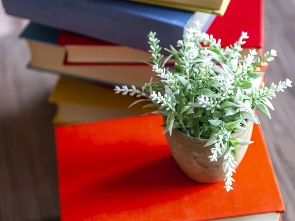 Houseplant Uma Pilha Livros Vintage Capas Multi Coloridas — Fotografia de Stock