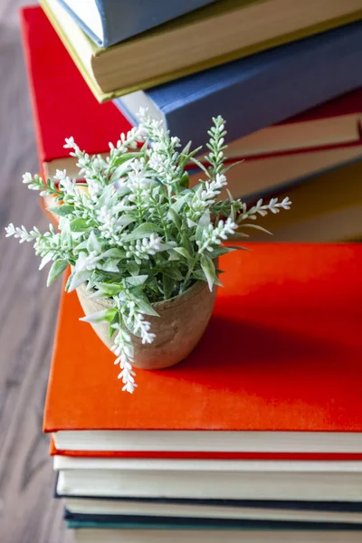 Houseplant Pile Vintage Books Multi Colored Covers — Stock Photo, Image