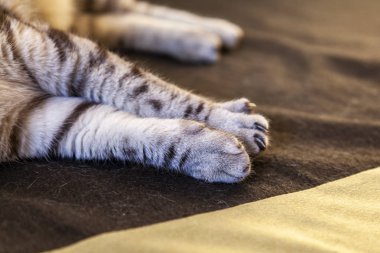 Kedinin forepaw pençeleri ile yakın çekim