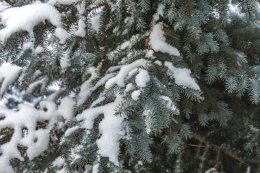 Bir köknar ağacının dalları kışın soğukla kaplıdır.
